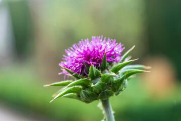 Meadow Thistle in garden. Europe, United Kingdom, England, North Yorkshire.