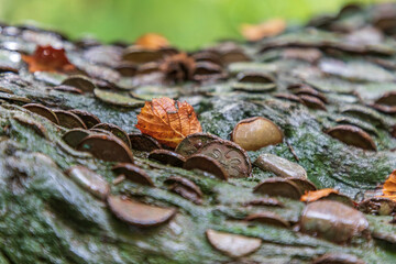 Europe, United Kingdom, England, Yorkshire, Yorkshire Dales. Barden, Skipton. Close-up of Coins embedded in the Wishing Tree, Ingleton Waterfall Trail in the Yorkshire Dales.