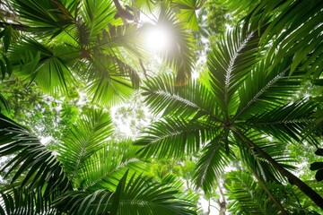 Naklejka premium Sunlight Through Tropical Palm Fronds