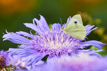 Cabbage butterfly female ( Pieris brassicae ) feeding with flower nectar from Stokesia Laevis 'Mels Blue' 