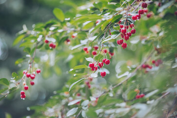 Colorful red cherries between branches and leaves of the tree, wet with tiny water drops. 