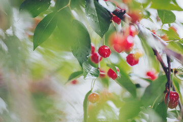 Close-up of wet cherries growing on branches during rainy season