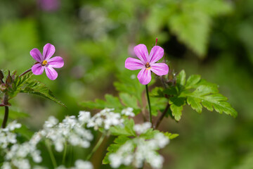 Macro shot of a Herb Robert (geranium robertianum) flower in bloom