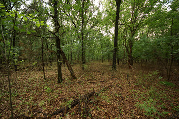 trees in the deep woods