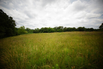 A country meadow on a cloudy day