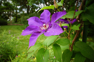 purple flower in the garden