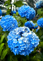 Colourful Hydrangea macrophylla banner Blossom near house wall. Colorful hydrangeas in garden,...