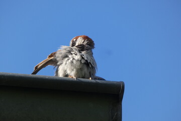  the sparrows whistle it from the rooftops