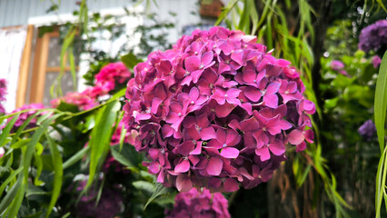 Colourful Hydrangea macrophylla banner Blossom near house wall. Colorful hydrangeas in garden, close up. Purple blue pink hortensia blooms. Endless summer Hydrangea flowers.