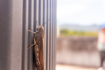 A brown bug is on a wall