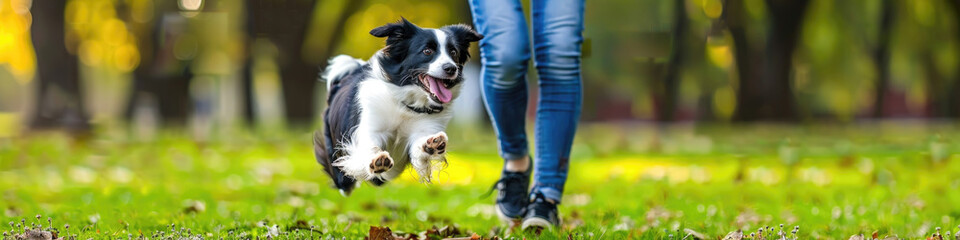 Fototapeta premium A black and white border collie runs towards its owner in a green park