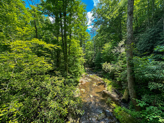 Mountain stream flowing through a green forest