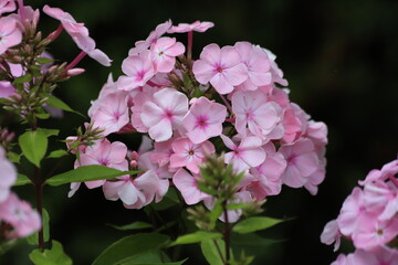 Garden Phlox paniculata, creeping phlox subulata, also known as the moss phlox.