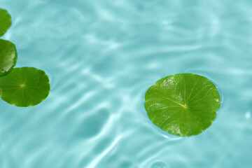 Centella asiatica leaves floating on the water