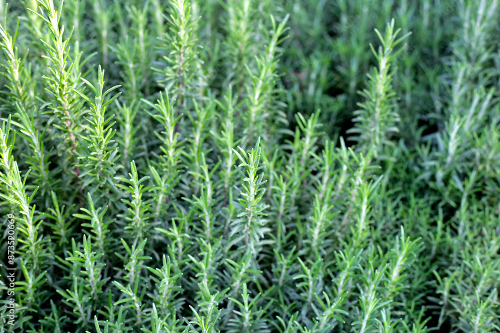 Sticker rosemary plant, fresh herb in the garden