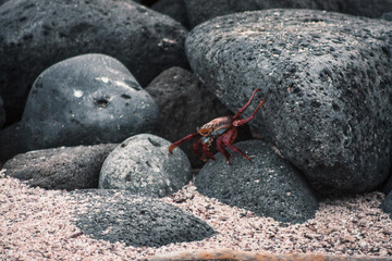 Galapagos Sally Lightfoot Crab on Volcanic Rock