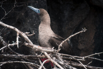 Galapagos Red Footed Booby Perched