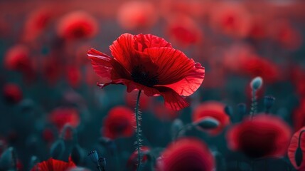 Obraz premium Vibrant Red Poppy Flower in Sunlit Field
