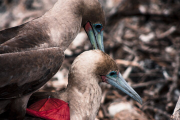 Red-Footed Booby Mating Ritual in Galapagos