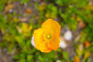 Obraz premium Beautiful poppy flower garden. The Expo 70 Commemorative Park, Osaka, Japan