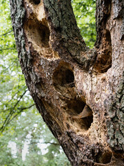 Holes in a tree trunk as new place for birds and insects. Dead tree as new environment and habitat for a lot of wild animals in a forest. The old wooden material is a perfect nest.