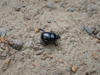 Anoplotrupes stercorosus or dung beetle on the ground in a mixed forest in Germany. The big black insect is part of the wild environment in the woodlands.