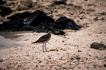 Galapagos Shorebird Stroll