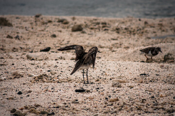 Galapagos Shorebird Stretch