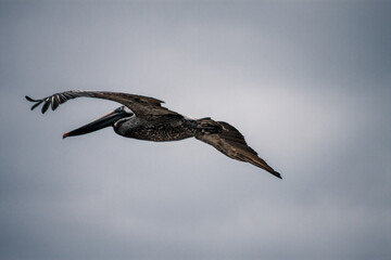 Galapagos Pelican in Flight