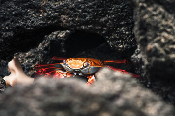 Vibrant Sally Lightfoot Crab in Galapagos Hideaway
