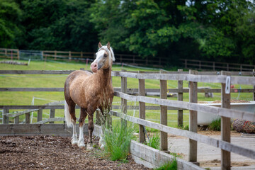 Section D Welsh cob palomino stallion looking out to the fields on the farm Image shows the stallion in a all weather paddock facing front looking out to the freshly cut grass paddocks on a small farm