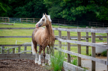 Fototapeta premium Section D Welsh cob palomino stallion looking out to the fields on the farm Image shows the stallion in a all weather paddock facing front looking out to the freshly cut grass paddocks on a small farm