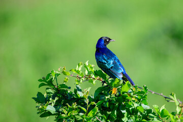 Starling on a branch