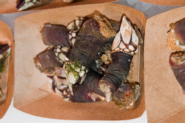 Barnacles, typical shellfish of Galicia region, Spain