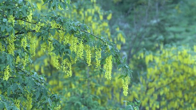  Laburnum anagyroides maggiociondolo 