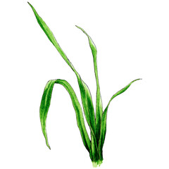 watercolor drawing of blade of grass