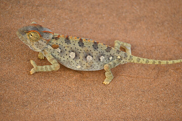 Africa- Namibia- Extreme Close Up of a Wild Namaqua Chemeleon