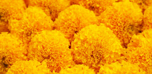 Beautiful golden yellow marigold flowers