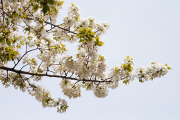 Branches of sakura flowers, cherry blossom