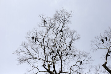 Japanese crows on tree in Yasaka shrine, Kyoto city, Japan