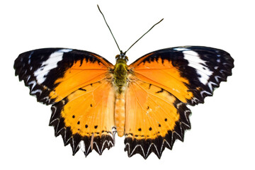 butterfly on a white background