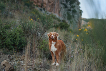 A Nova Scotia Duck Tolling Retriever stands on a rocky mountain ledge surrounded by wildflowers,...