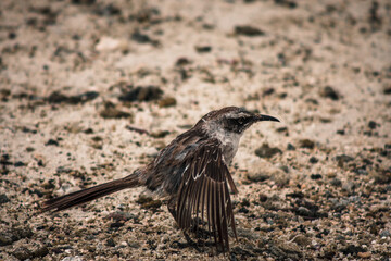 Galapagos Mockingbird Spreading Wings on Sandy Shore