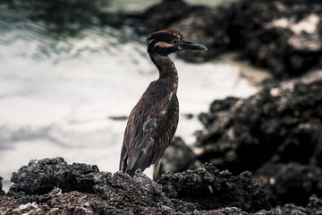 Galapagos Heron Posing on Coastal Rocks