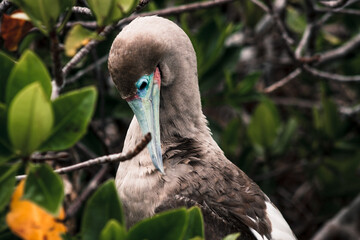 Galapagos Red-Footed Booby in Mangrove Habitat