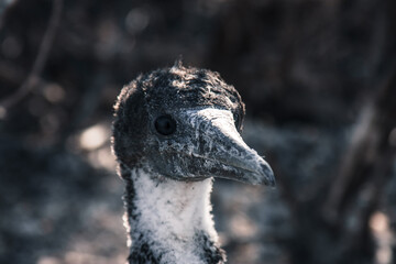 Galapagos Baby Booby Close-Up Portrait
