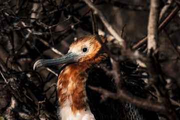 Galapagos Frigatebird In Vibrant Plumage