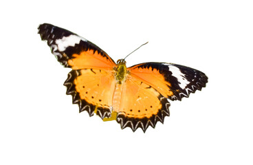 butterfly isolated on white