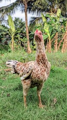 White chickens croaking in the grass