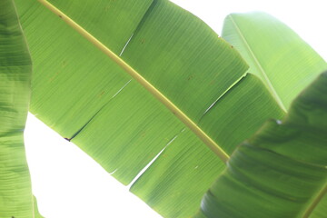 close up of the banana leaf.